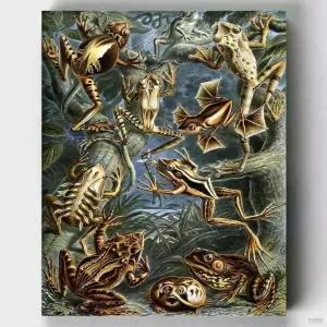 Batrachia - Paint by Numbers