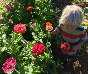 Zinnia, Multi Colored